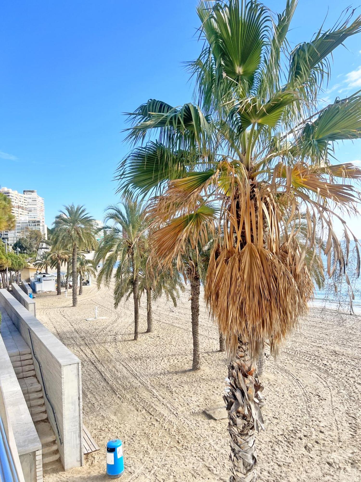 Appartement A 100 Metros De La Playa. Parking Gratuito Privado à Alicante Extérieur photo